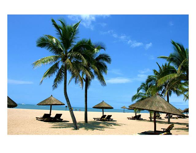 锦青七亩椰子林