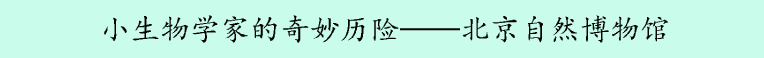 小生物学家的奇妙历险——北京自然博物馆