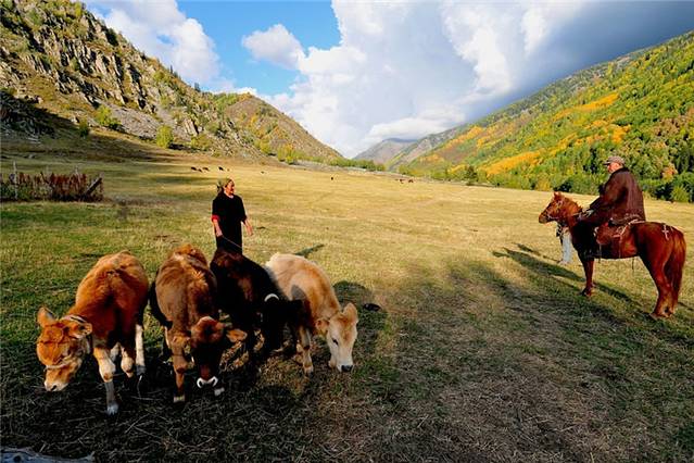 加什哈拉盖牧场