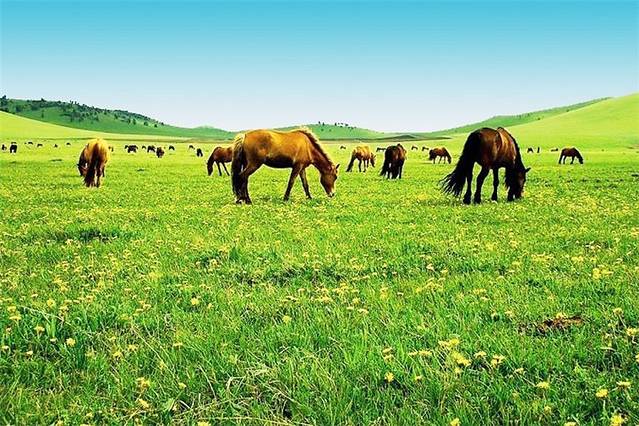 乌兰布统草原宇航马场