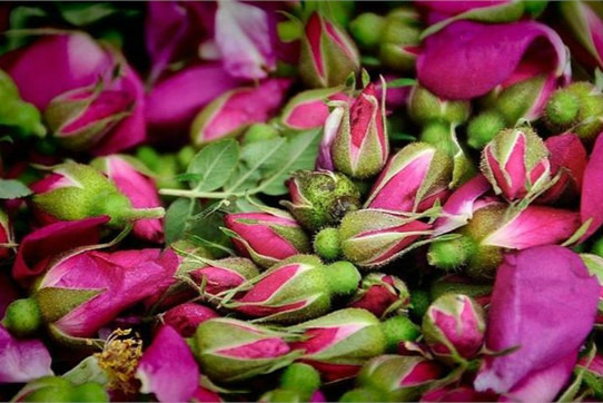 永登苦水玫瑰节