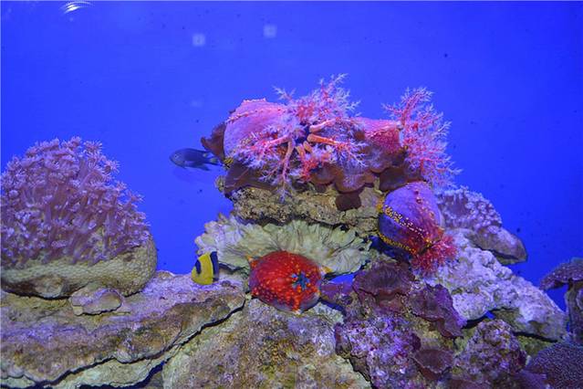 石家庄极地海洋世界