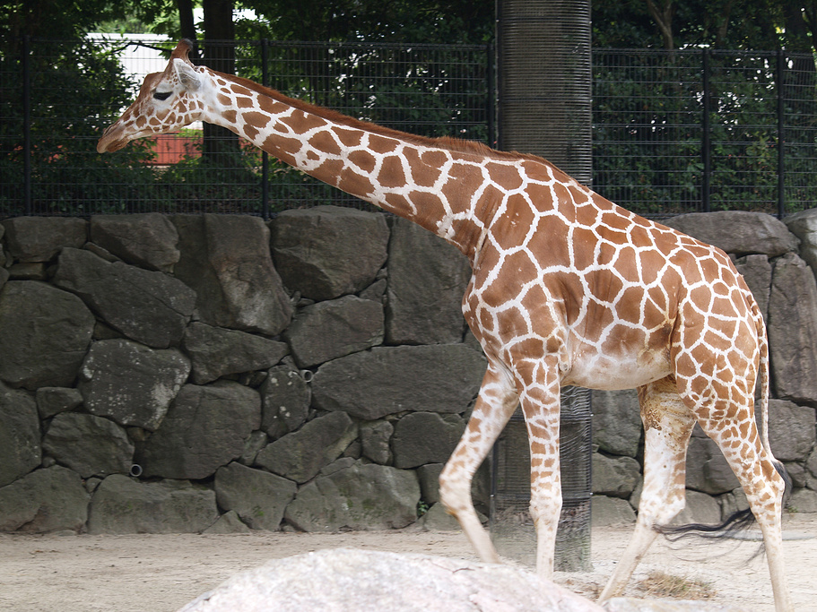 横滨市立金泽动物园
