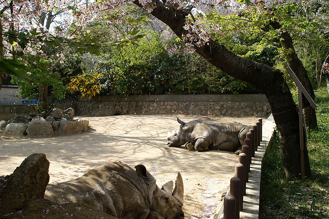 神户市立王子动物园