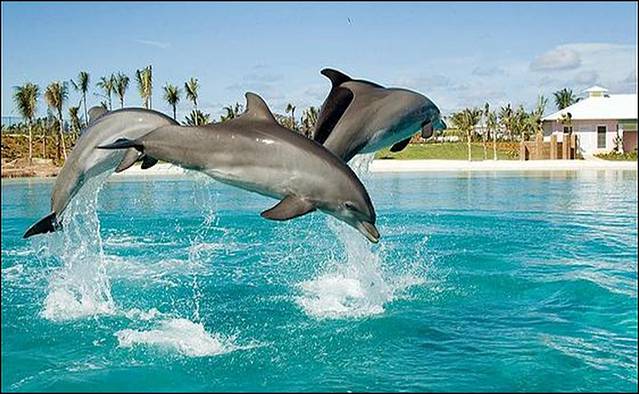 迪拜海豚馆
