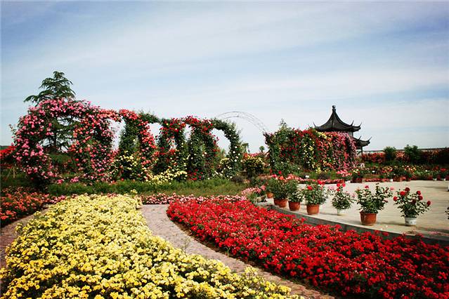 中国月季园