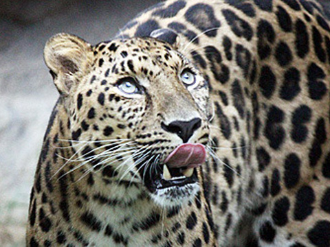 22福山市动物园 旅游攻略 门票 地址 问答 游记点评 广岛旅游旅游景点推荐 去哪儿攻略 22福山市动物园 旅游攻略 门票 地址 问答 游记点评 广岛旅游旅游景点推荐 去哪儿攻略