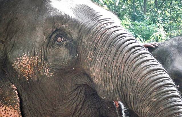 白雪瀑布滑索、骑象