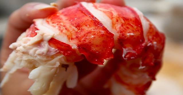 Alive and Kicking Lobster