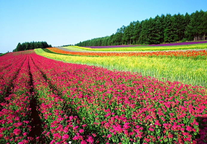 21富田农场为北海道最早的花田之一 富田农场 评论 去哪儿攻略