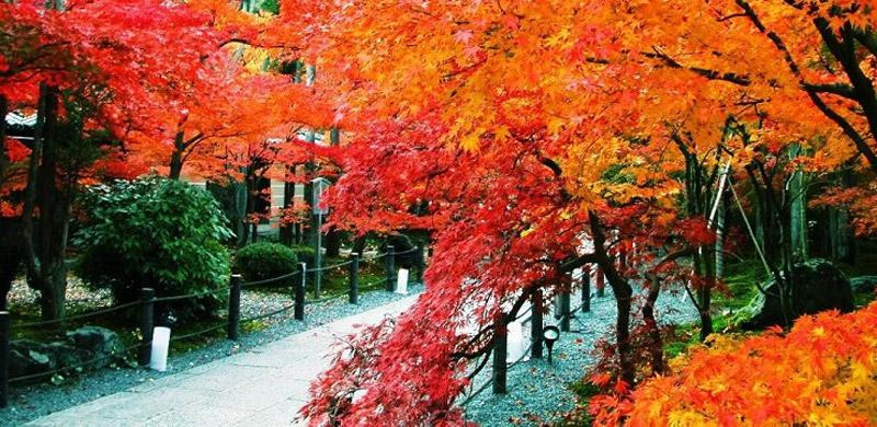 元宝枫树种植技术与管理视频