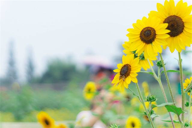 永宁向日葵基地
