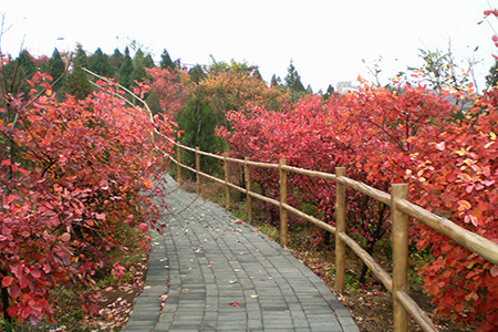 八达岭国家森林公园-红叶岭