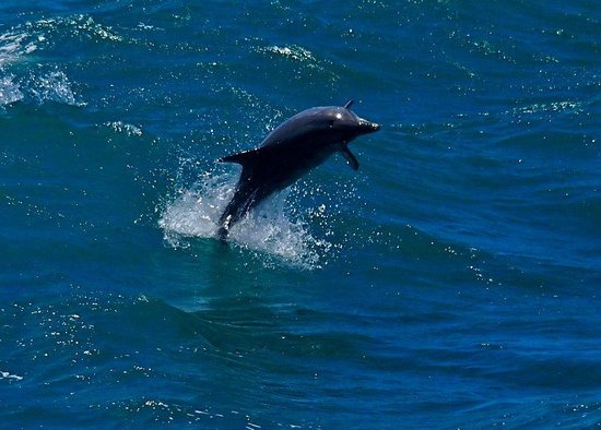 罗金厄姆野生动物区