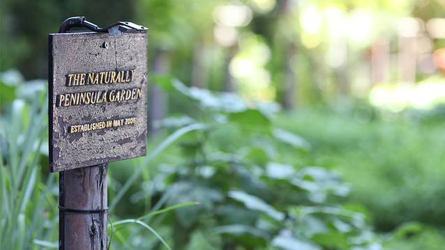 泰国草药种植园