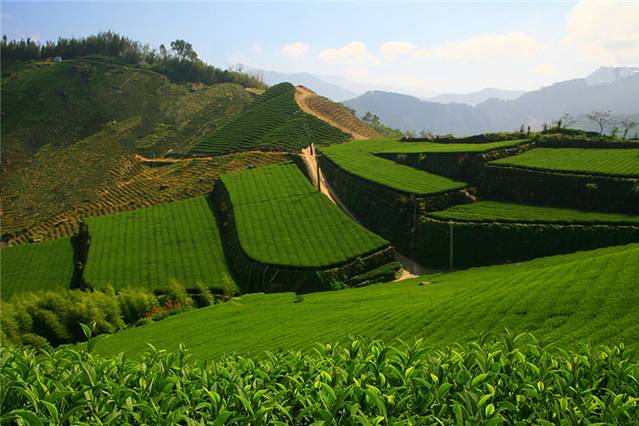 保证责任嘉义阿里山茶叶生产合作社