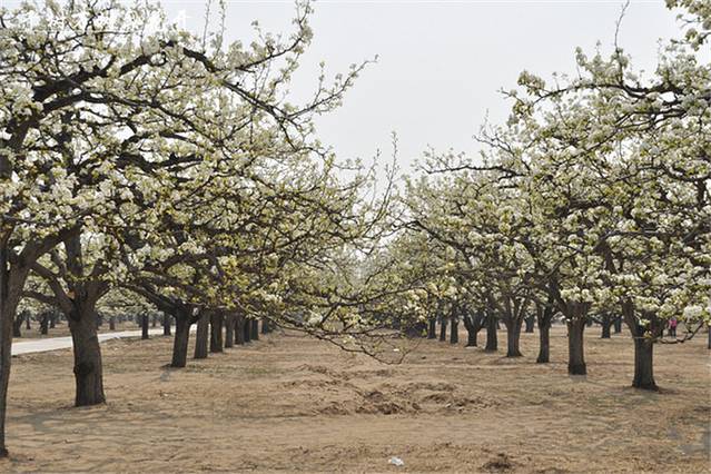 琉璃河万亩梨园