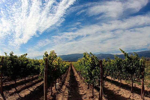 维塔娜葡萄园