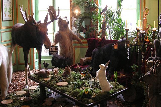 Mansoor and Son Taxidermy