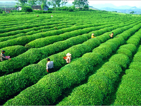 古丈小背篓茶叶厂旅游景点图片