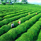 古丈小背篓茶叶厂