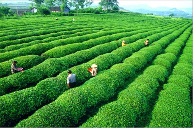 古丈小背篓茶叶厂