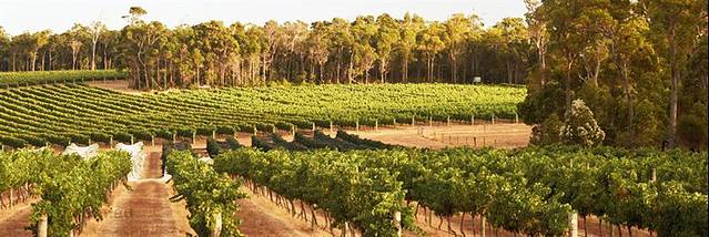 法思菲历士酒庄