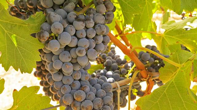 法思菲历士酒庄