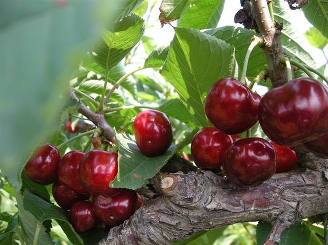 大连永昌樱桃采摘园