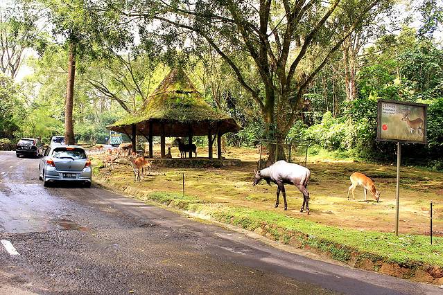 塔曼野生动物园