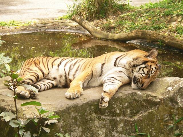 塔曼野生动物园