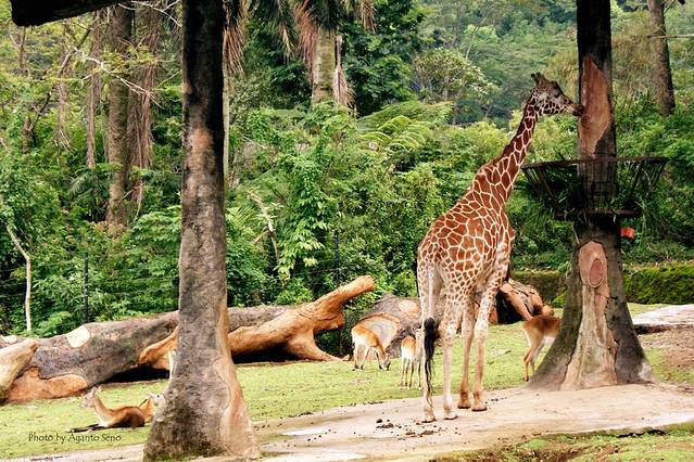 塔曼野生动物园