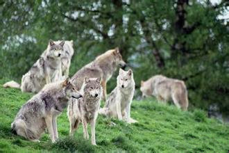 野狼湖生态旅游风景区