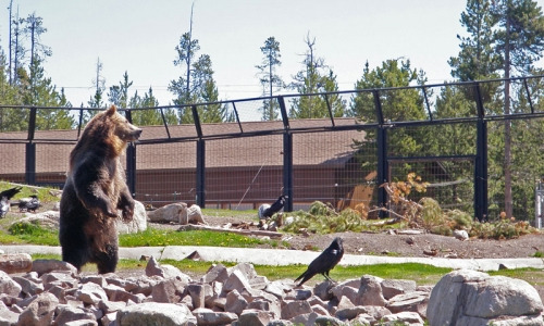 灰熊与狼探索中心