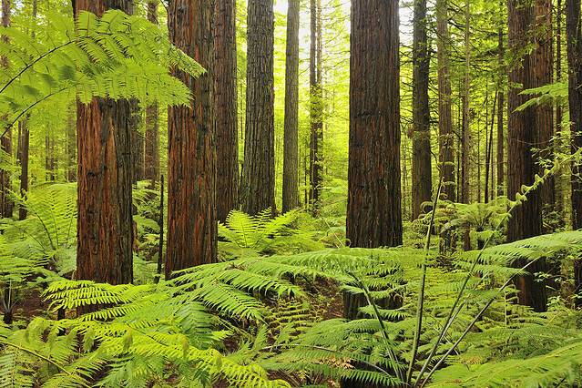 卡雷瓦雷瓦州立森林公园