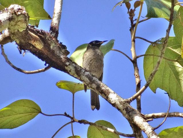 布罗姆菲尔德哈斯提斯沼泽