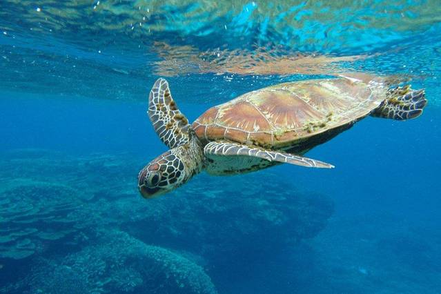 HQ 珊瑚礁水族馆