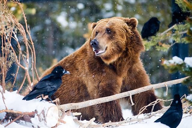 灰熊与狼探索中心