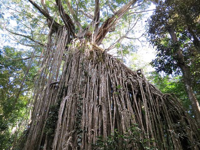 大教堂无花果树