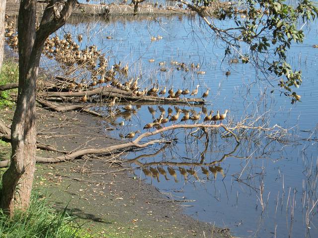 布罗姆菲尔德哈斯提斯沼泽