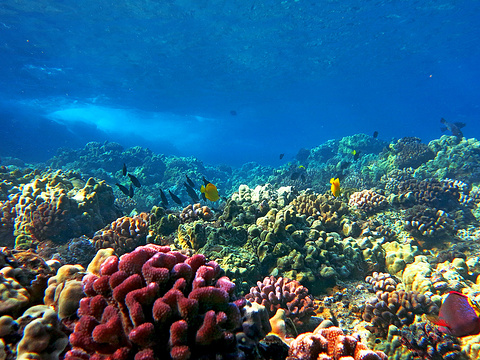 21珊瑚花园 旅游攻略 门票 地址 问答 游记点评 毛伊岛旅游旅游景点推荐 去哪儿攻略