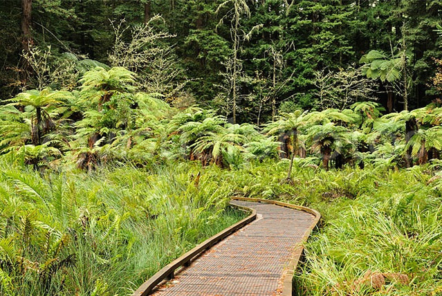 卡雷瓦雷瓦州立森林公园