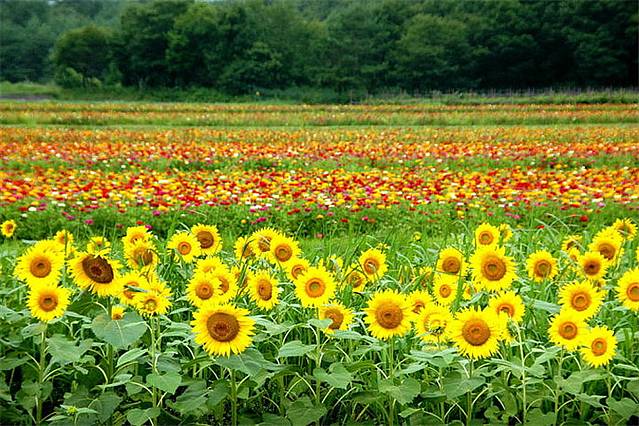 鲜花山谷