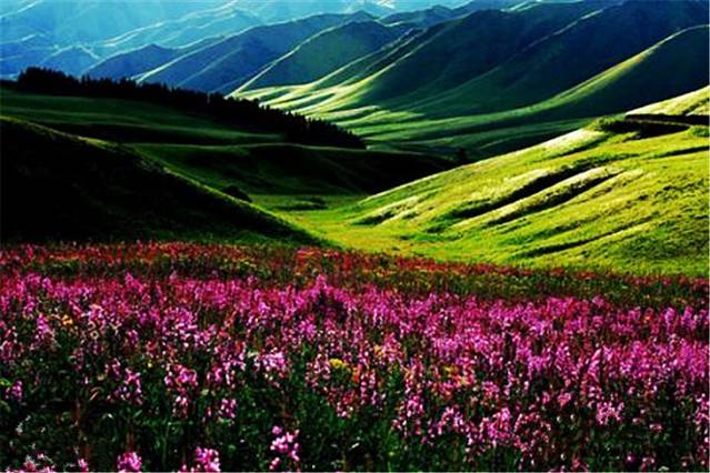鲜花山谷