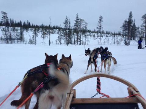 BearhillHusky