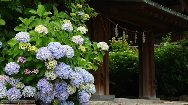 镰仓 紫阳花的圣地 21镰仓榜单 景点 住宿 美食 购物 游玩排行榜 去哪儿攻略