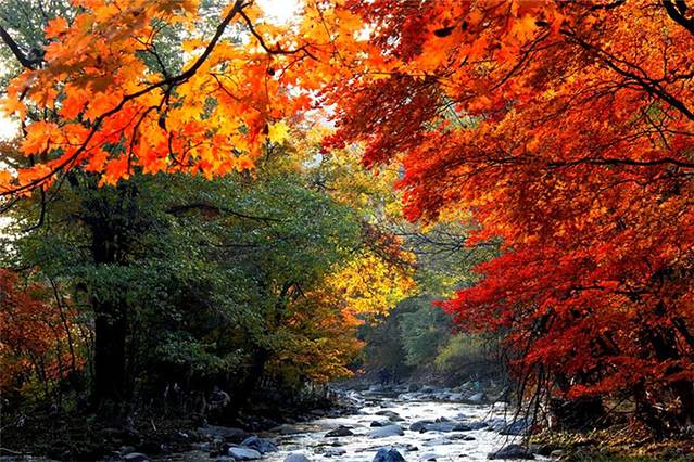 枫叶谷