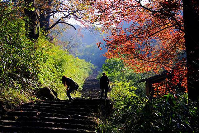 会稽山香榧古道