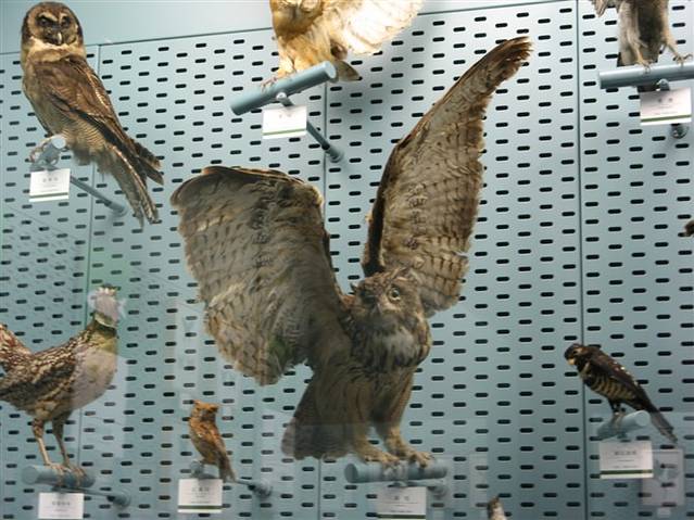 猫头鹰博物馆