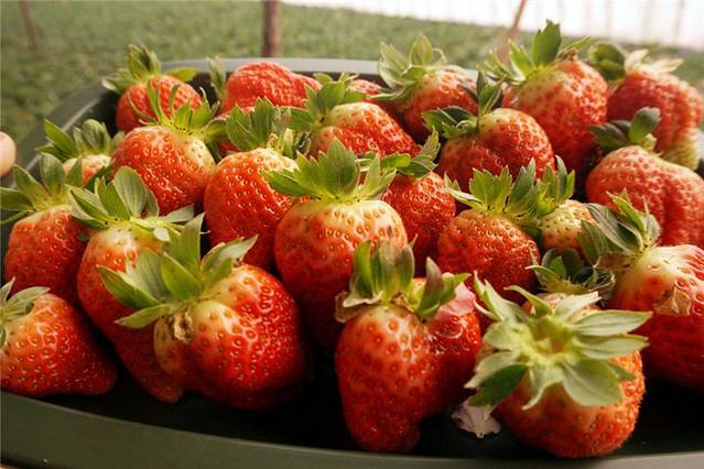 二喇嘛采摘基地